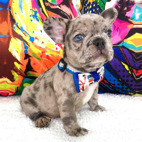 versace french bulldog|Versace French Bulldogs, French Bulldog Breeder in .